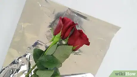 Imagen titulada Keep Roses Fresh Step 1