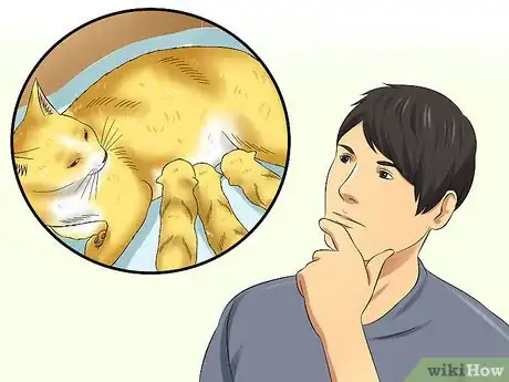 Imagen titulada Diagnose Feline Panleukopenia (Distemper) Step 6