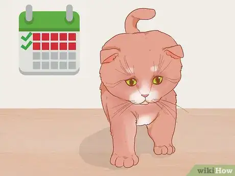 Imagen titulada Pick Up a Kitten Step 1