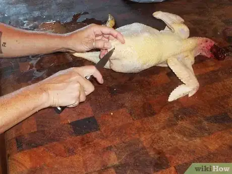Imagen titulada Butcher and Remove the Pin Feathers of a Turkey Step 9