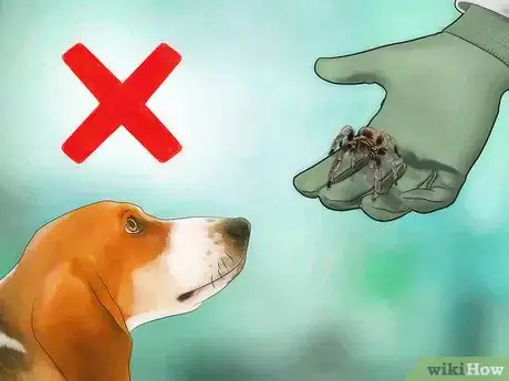 Imagen titulada Pick up a Tarantula Step 10
