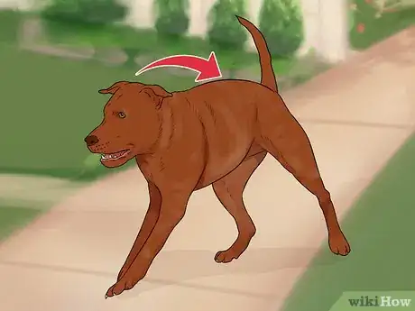 Imagen titulada Tell if a Dog Is Going to Attack Step 4