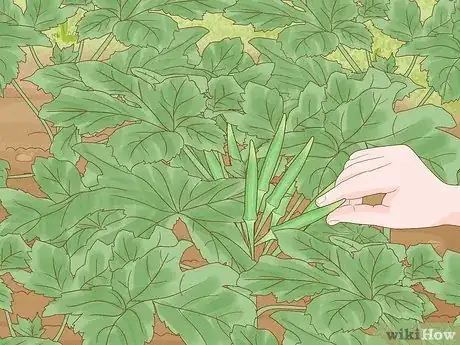 Imagen titulada Grow Okra Step 11