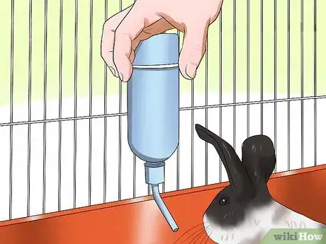 Imagen titulada Care for Dutch Rabbits Step 10