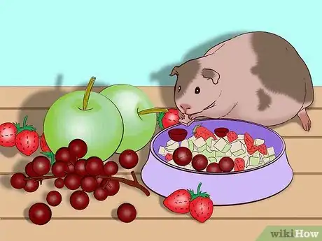 Imagen titulada Care for a Pregnant Guinea Pig Step 22