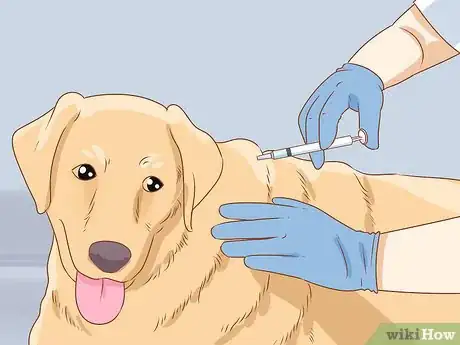 Imagen titulada License Your Dog Step 3