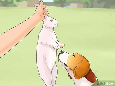 Imagen titulada Train a Dog for Rabbit Hunting Step 6