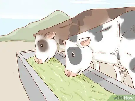 Imagen titulada Care for Cattle Step 9