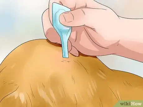 Imagen titulada Keep Fleas Off Dogs Step 1
