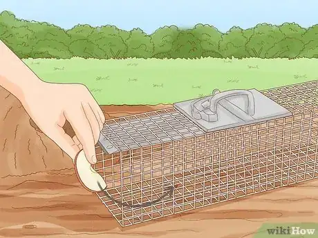 Imagen titulada Trap a Rabbit Step 3
