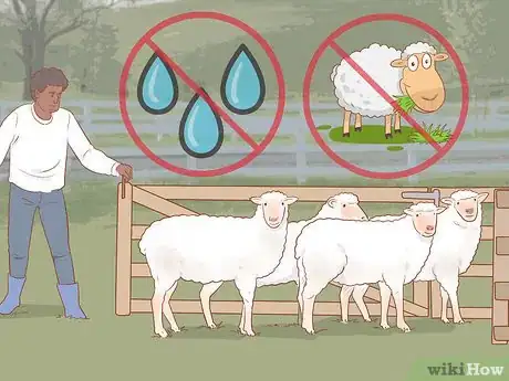 Imagen titulada Shear a Sheep Step 5