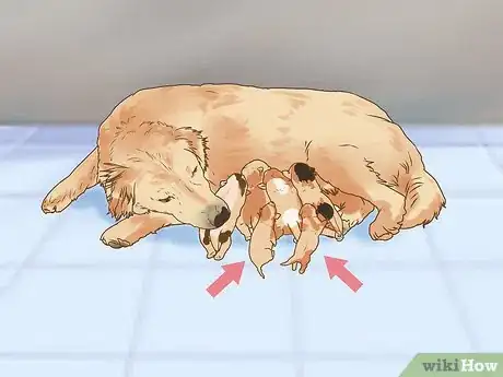 Imagen titulada Whelp and Raise a Premature Puppy Step 5