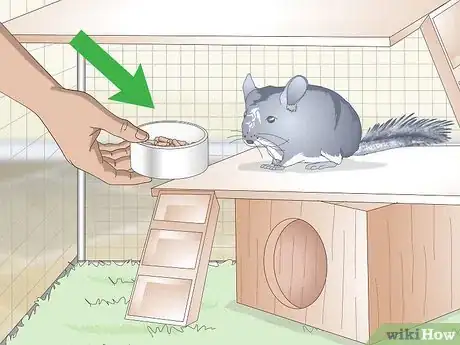 Imagen titulada Care for Chinchillas Step 11
