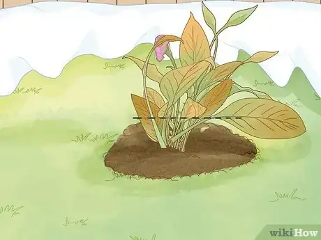 Imagen titulada Winterize Calla Lily Bulbs Step 1