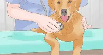 evitar que un perro se lama las patas con remedios caseros
