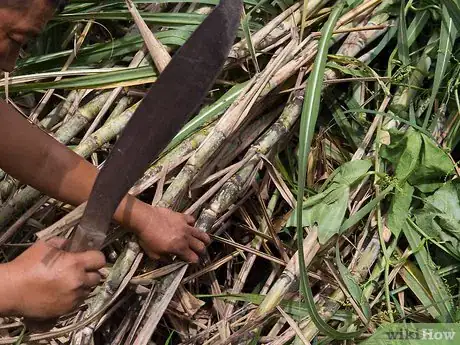 Imagen titulada Eat a Sugar Cane Step 1