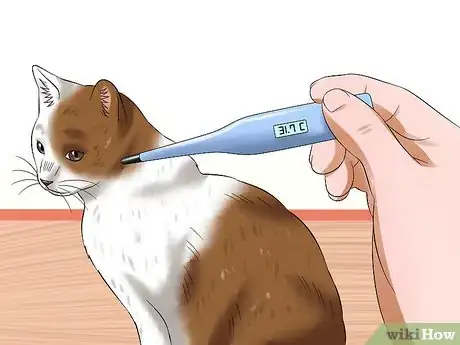 Imagen titulada Treat Feline Panleukopenia (Distemper) Step 1
