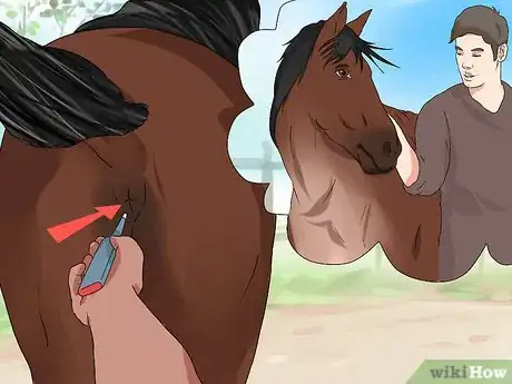 Imagen titulada Take a Horse's Temperature Step 12