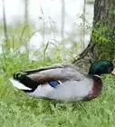 cuidar patos