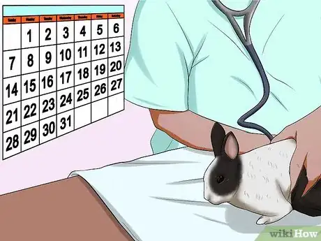 Imagen titulada Care for Dutch Rabbits Step 15