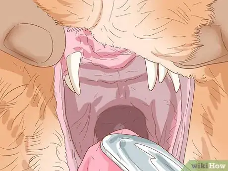 Imagen titulada Diagnose and Treat Mouth Ulcers in Cats Step 4