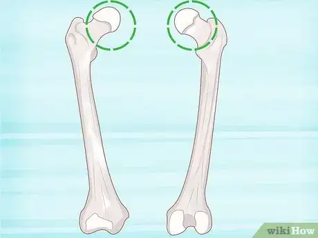 Imagen titulada Identify Human Bones Step 14