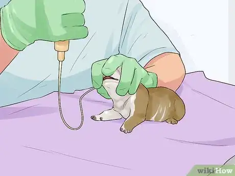 Imagen titulada Deal with Abscesses on Newly Born Puppies Step 7