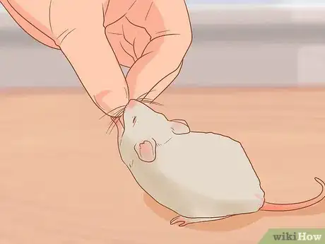 Imagen titulada Catch and Look After Wild Mice Step 13