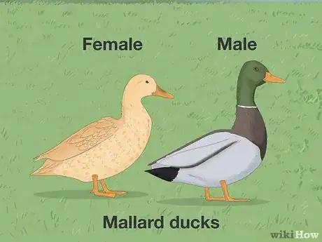 Imagen titulada Tell the Difference Between Male and Female Ducks Step 1