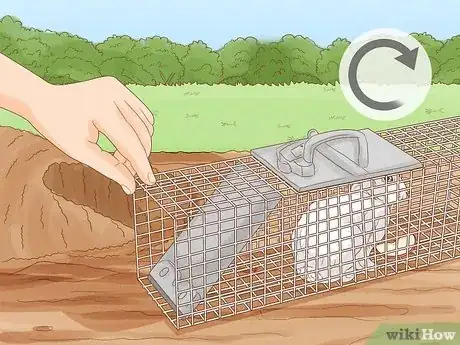 Imagen titulada Trap a Rabbit Step 5