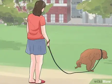 Imagen titulada Care for a Cocker Spaniel Step 22