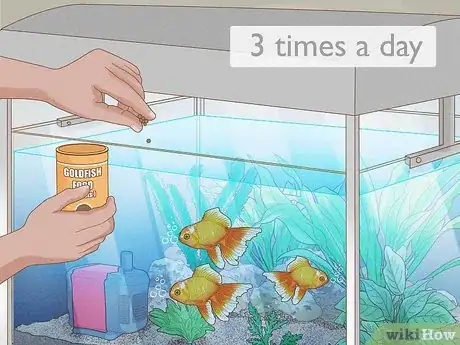 Imagen titulada Feed Goldfish Step 6