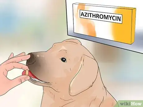 Imagen titulada Remove Warts on Dogs Step 13