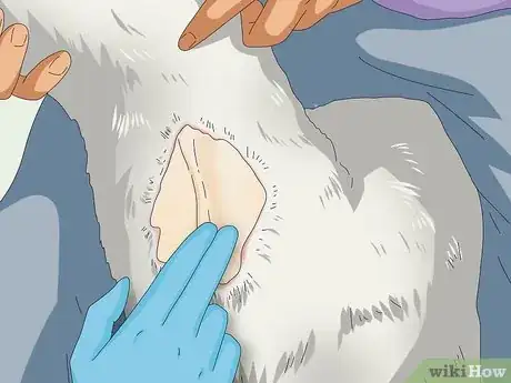 Imagen titulada Tell if a Goat Is Pregnant Step 10