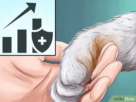 Imagen titulada Diagnose and Treat the Cause of Deformed Cat Nails Step 11