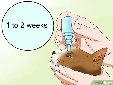 Imagen titulada Treat Conjunctivitis in Cats Step 5