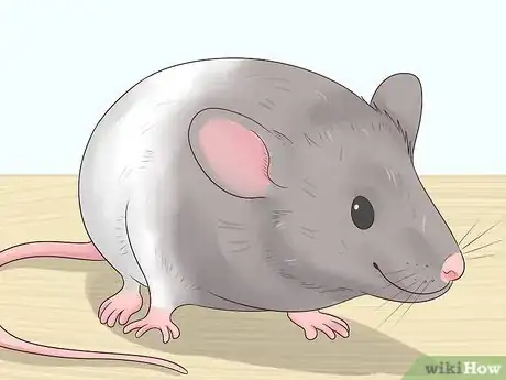 Imagen titulada Choose a Pet Mouse Step 6