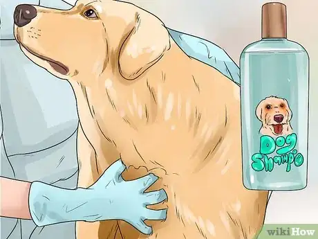 Imagen titulada Keep Fleas Off Dogs Step 12