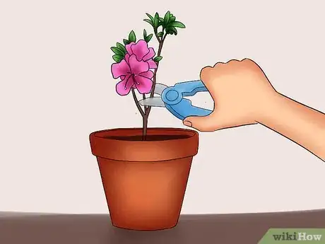 Imagen titulada Care for Azaleas Step 17