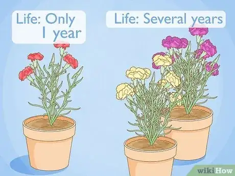 Imagen titulada Help Carnations Make a Comeback Step 1