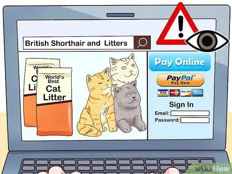 Imagen titulada Identify a British Shorthair Cat Step 12