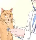 hacer que tu gato duerma contigo