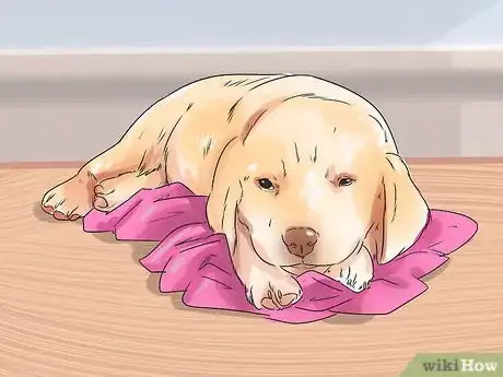 Imagen titulada Get a Puppy to Stop Crying Step 6
