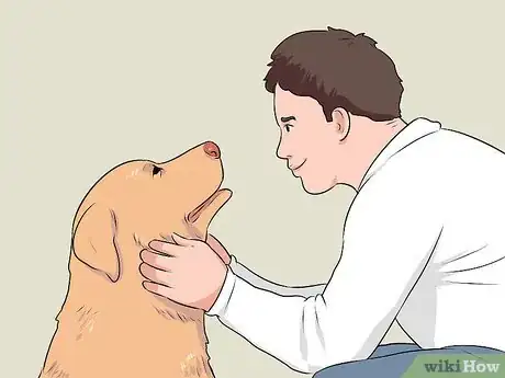 Imagen titulada Breed Labradors Step 6
