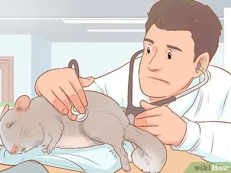 Imagen titulada Spot Signs of Illness in Chinchillas Step 15