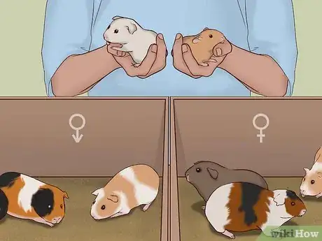 Imagen titulada Care for a Pregnant Guinea Pig Step 41