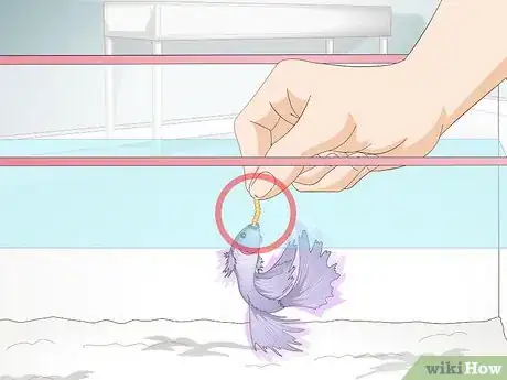 Imagen titulada Feed a Betta Fish Step 6