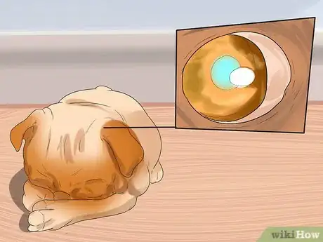 Imagen titulada Treat Eye Problems in Pugs Step 21