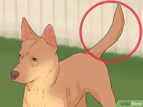 Imagen titulada Tell if a Dog Is Going to Attack Step 1