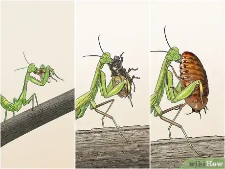 Imagen titulada Take Care of a Praying Mantis Step 9